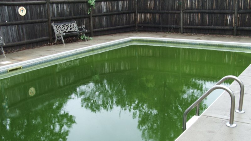 Grüner Pool mit Algenbefall vor der professionellen Poolreinigung