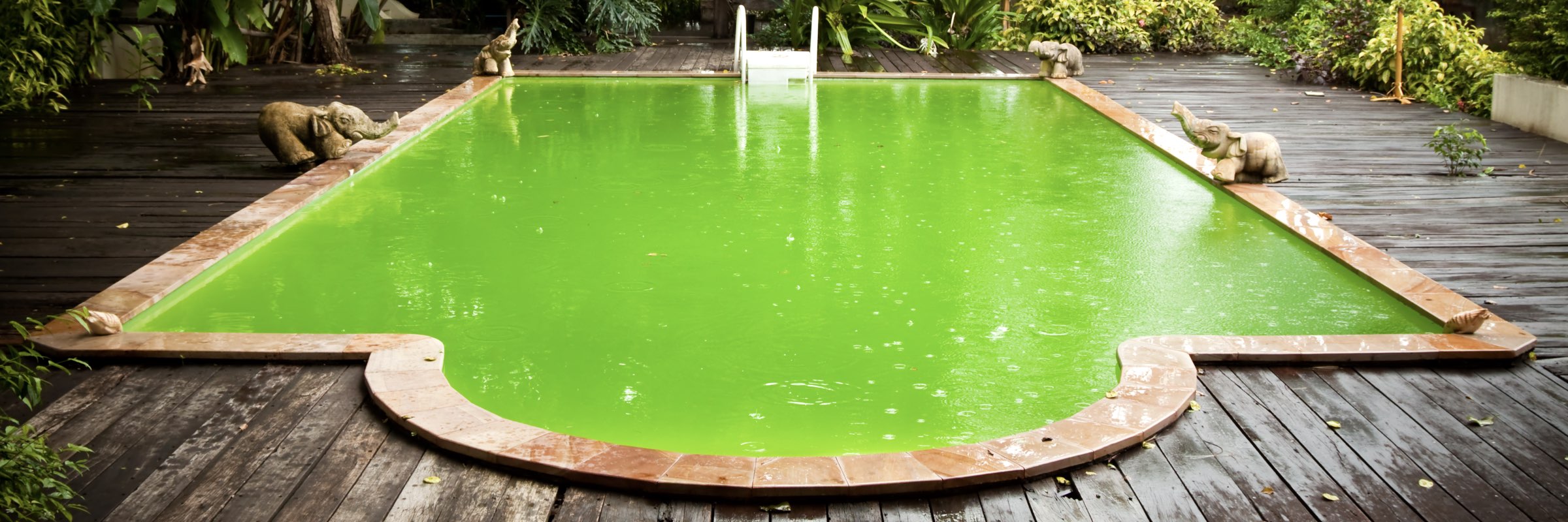 Gartenpool mit stark grünem Poolwasser und sichtbarer Algenverfärbung